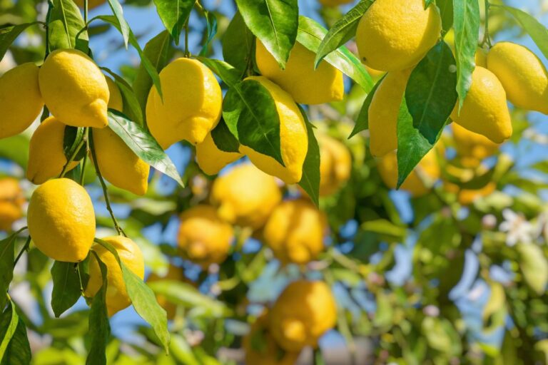 Limoni sani e abbondanti: scopri le ricette di concimi fatti in casa Concimi naturali per limoni