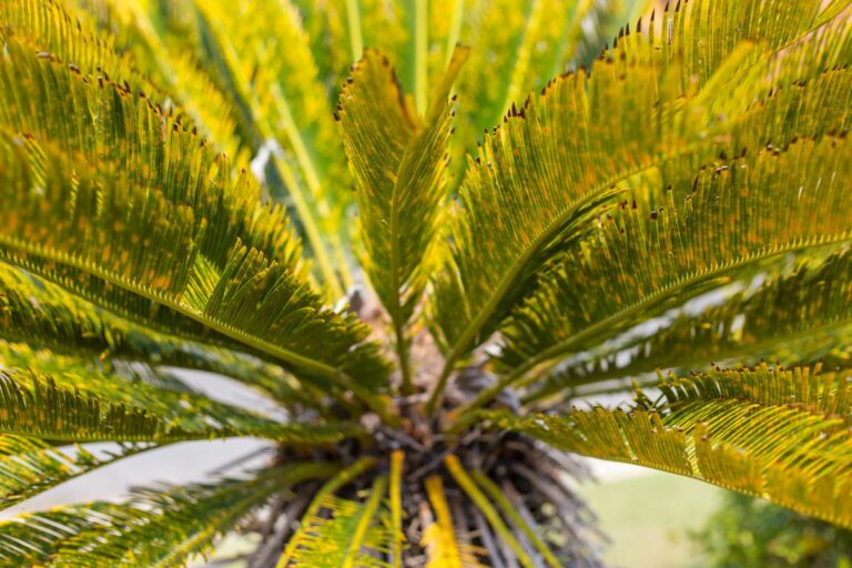 Cycas con foglie gialle? Scopri le cause e i rimedi efficaci! Pianta cycas