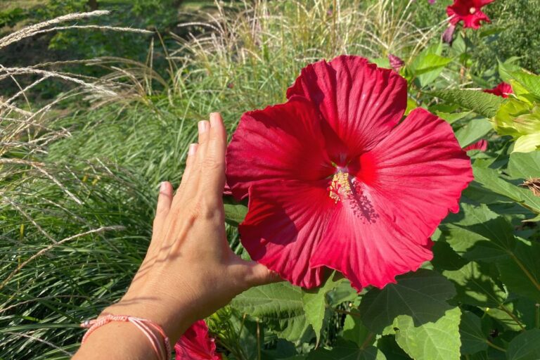 Ibisco XXL: come coltivare e curare l’Hibiscus dai Fiori Giganti Ibisco XXL