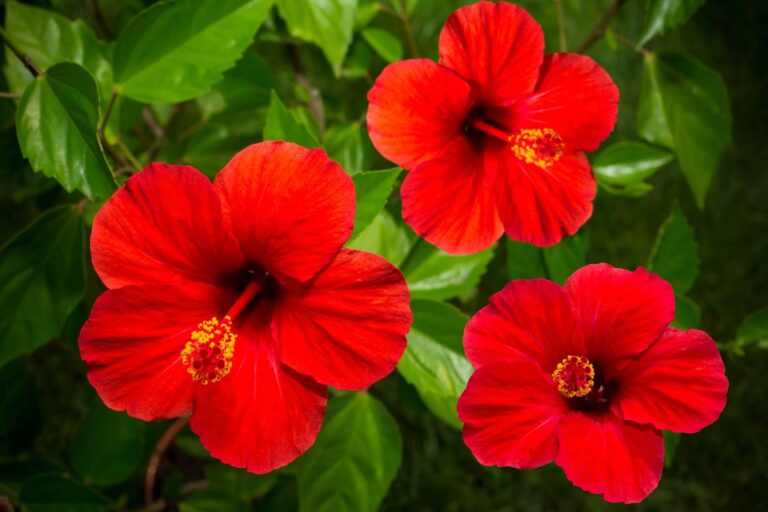 Trasforma il tuo giardino con le varietà di Ibisco più affascinanti Varietà di Ibisco