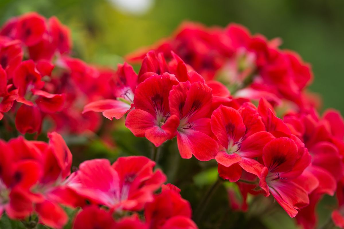 Perché ci sono macchie bianche sui gerani