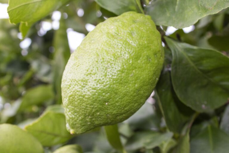 Perché i limoni della mia pianta restano verdi? Scopri le cause e le soluzioni Perché i limoni restano verdi