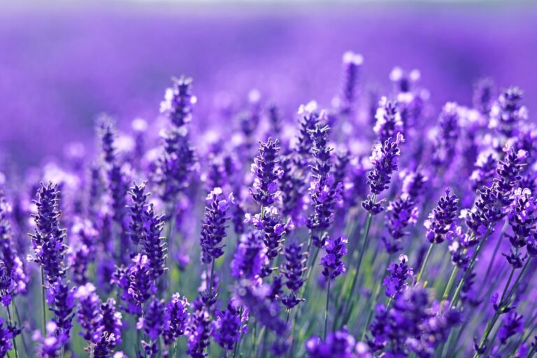 Salva la tua lavanda: ecco perché si sta seccando alla base e come rimediare Salva la tua lavanda