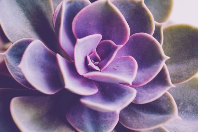 Perla di Norimberga: segreti e consigli per coltivare la splendida Echeveria viola Perla di Norimberga