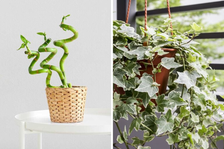 Piante che assorbono umidità: le soluzioni naturali per una casa senza muffa Piante che assorbono umidità