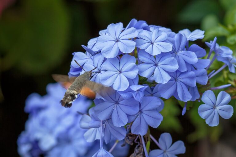 Plumbago: segreti per propagarlo con successo usando un rametto Plumbago: segreti per propagarlo