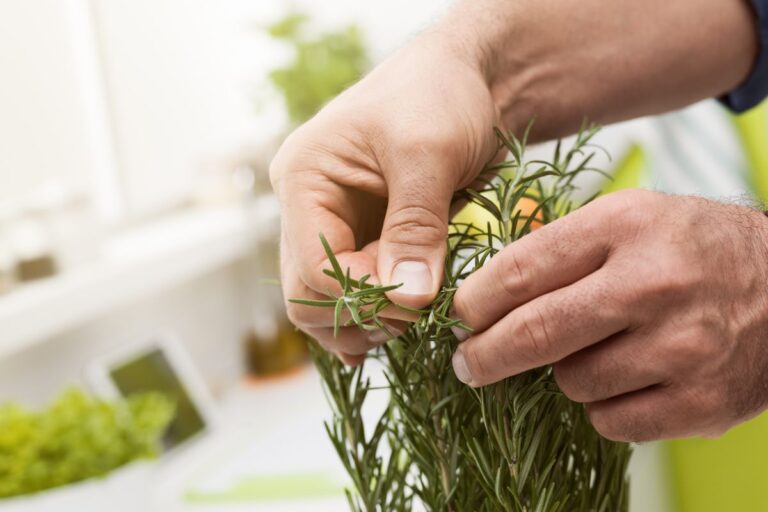 Rosmarino secco? Ecco perché succede e come farlo rifiorire Perché il rosmarino si secca