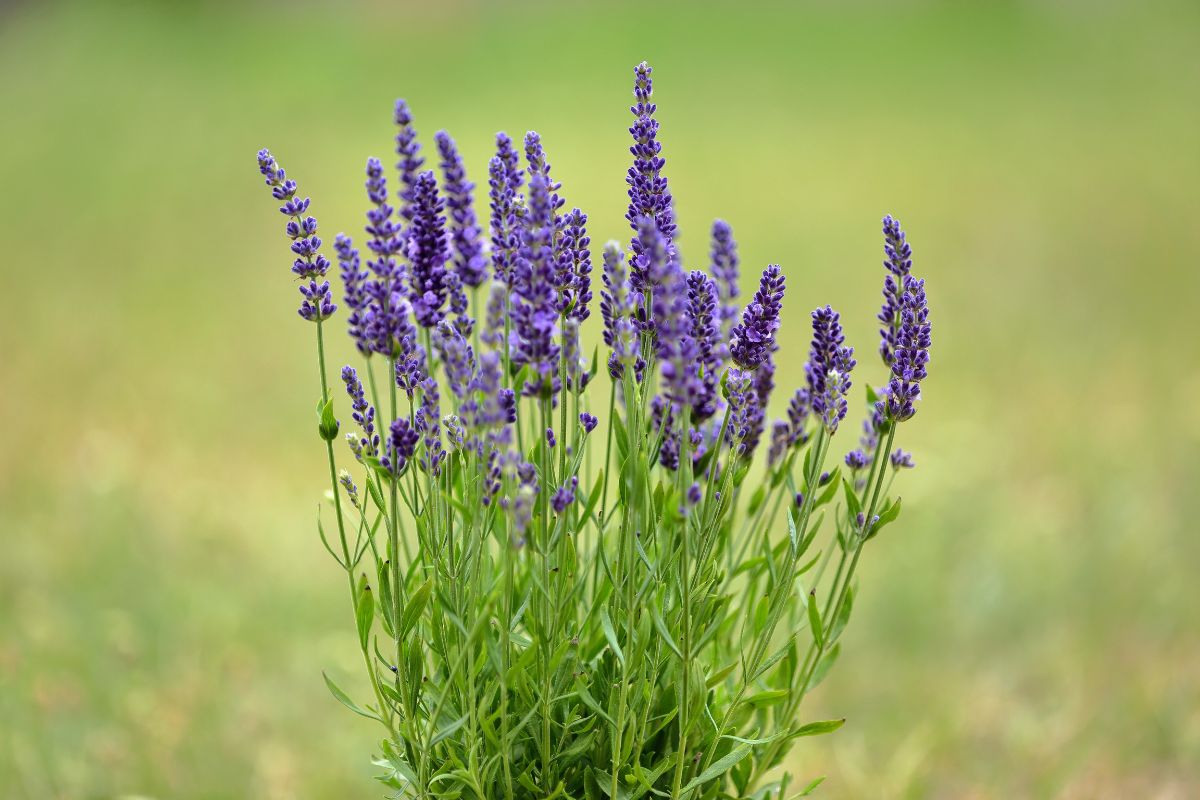Perché la Lavanda si sta seccando alla base
