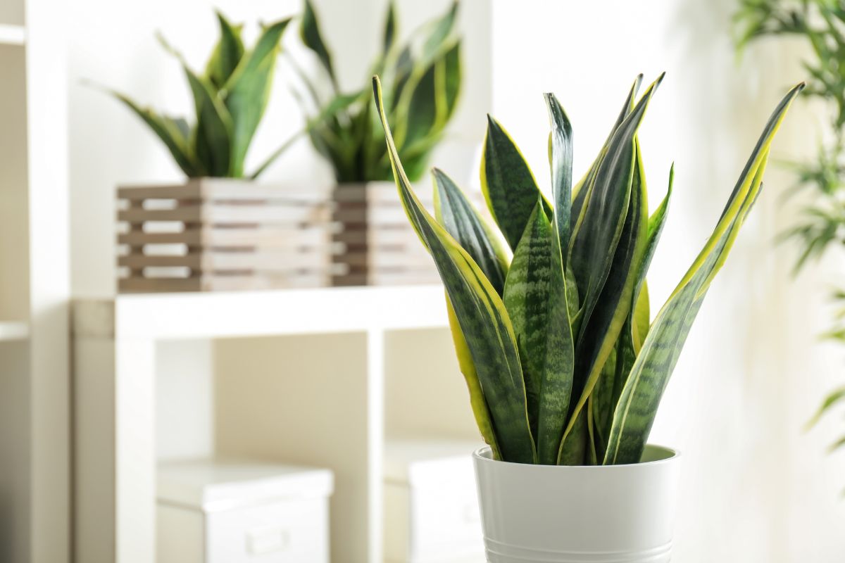 La sansevieria assorbe l’umidità e purifica l’aria