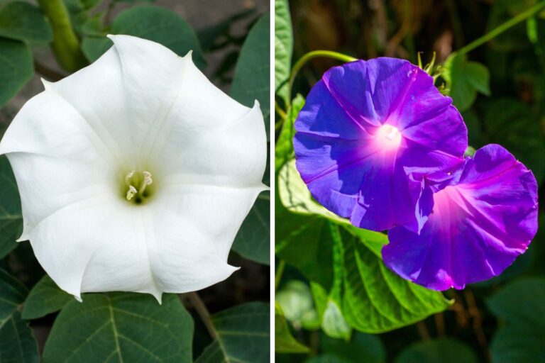 Scopri le piante con fiori a imbuto: bellezza e colori unici per il tuo giardino Piante con fiori a imbuto
