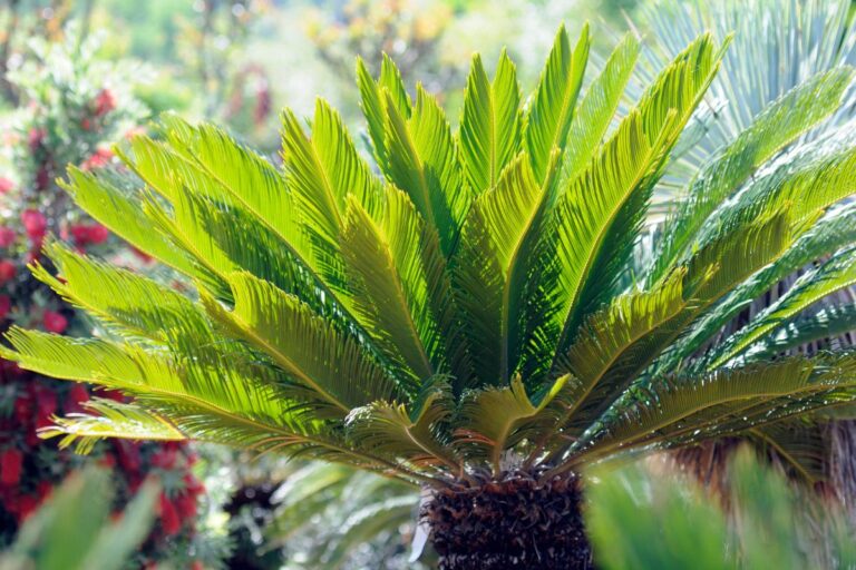 I segreti per separare i figlioletti dalla cycas e moltiplicare le tue piante Moltiplicare la cycas con i figlioletti