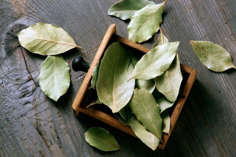 Non solo in cucina: scopri come usare l'alloro per combattere l'umidità in casa Come usare l'alloro contro l'umidità