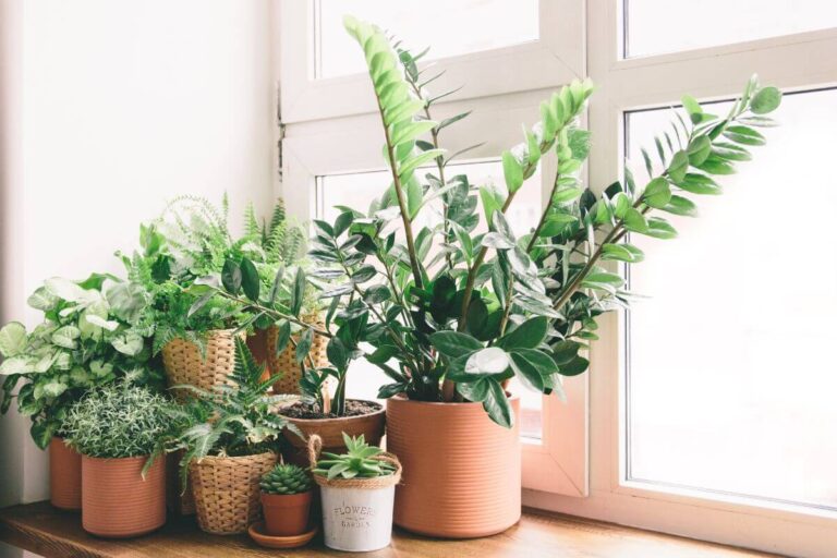 7 sorprendenti benefici delle piante da interno che forse non conosci Benefici delle piante da interno per il fisico e la mente