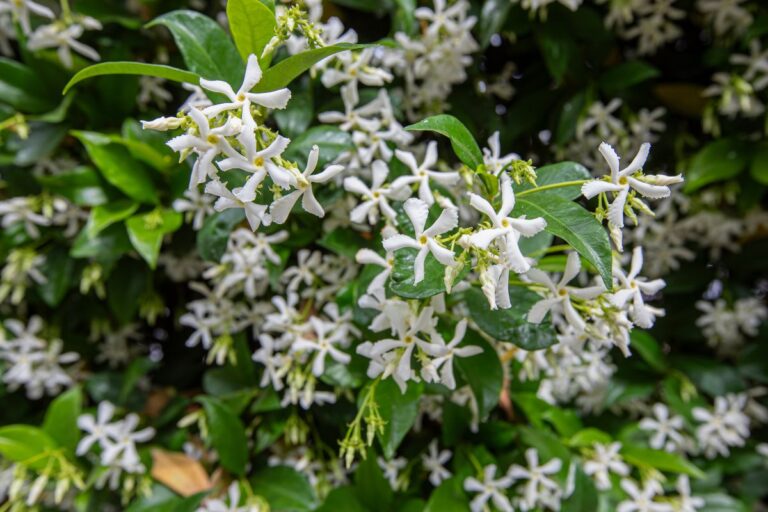 Potatura del falso gelsomino: tecniche per stimolare una fioritura abbondante Tecniche di potatura del falso gelsomino
