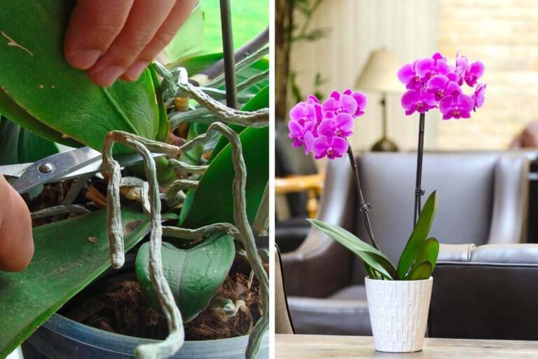 Orchidea stressata? Come rimediare alle foglie molli in pochi passi curare le foglie molli dell'orchidea