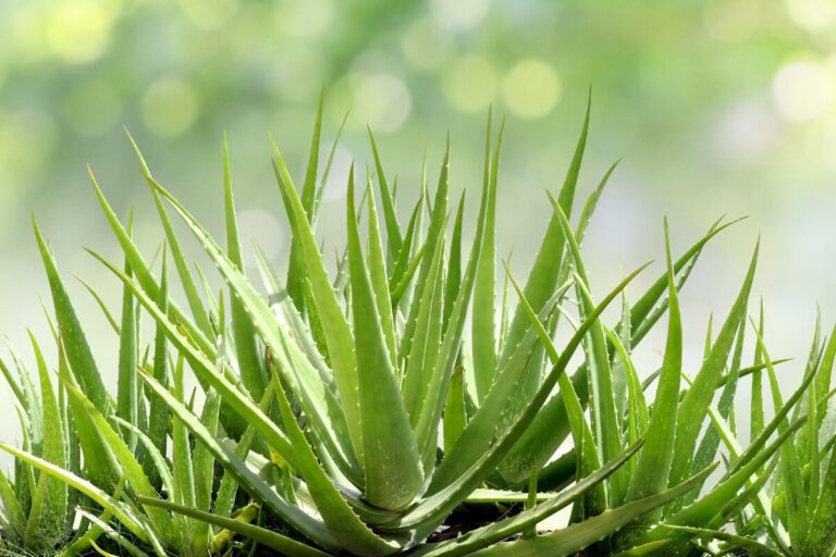 Aloe: meglio tenerla dentro o fuori? Scopri la soluzione ideale per la tua pianta dove-coltivare-aloe-vera