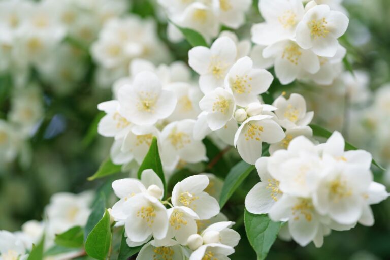 Gelsomino in fiore: i segreti per piantare e crescere bellissimi arbusti profumati Come coltivare il gelsomino