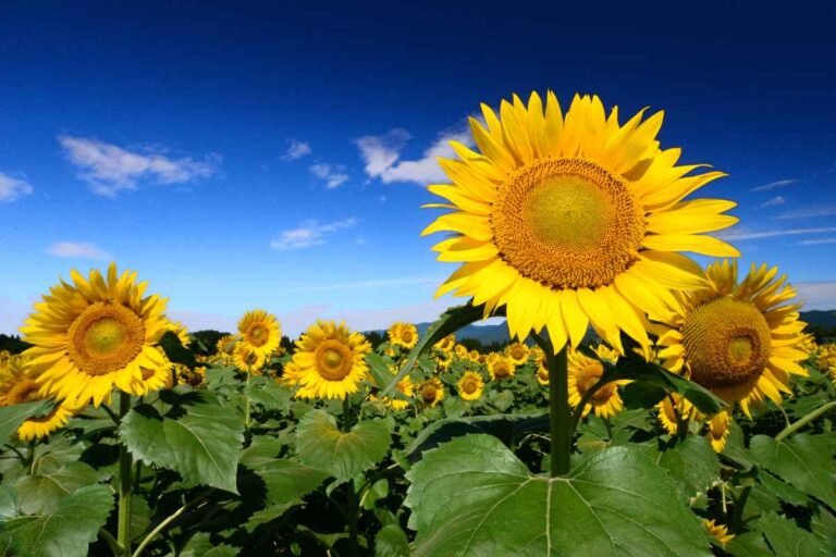 Esplosione di colori ad agosto: i fiori più incantevoli del mese girasoli