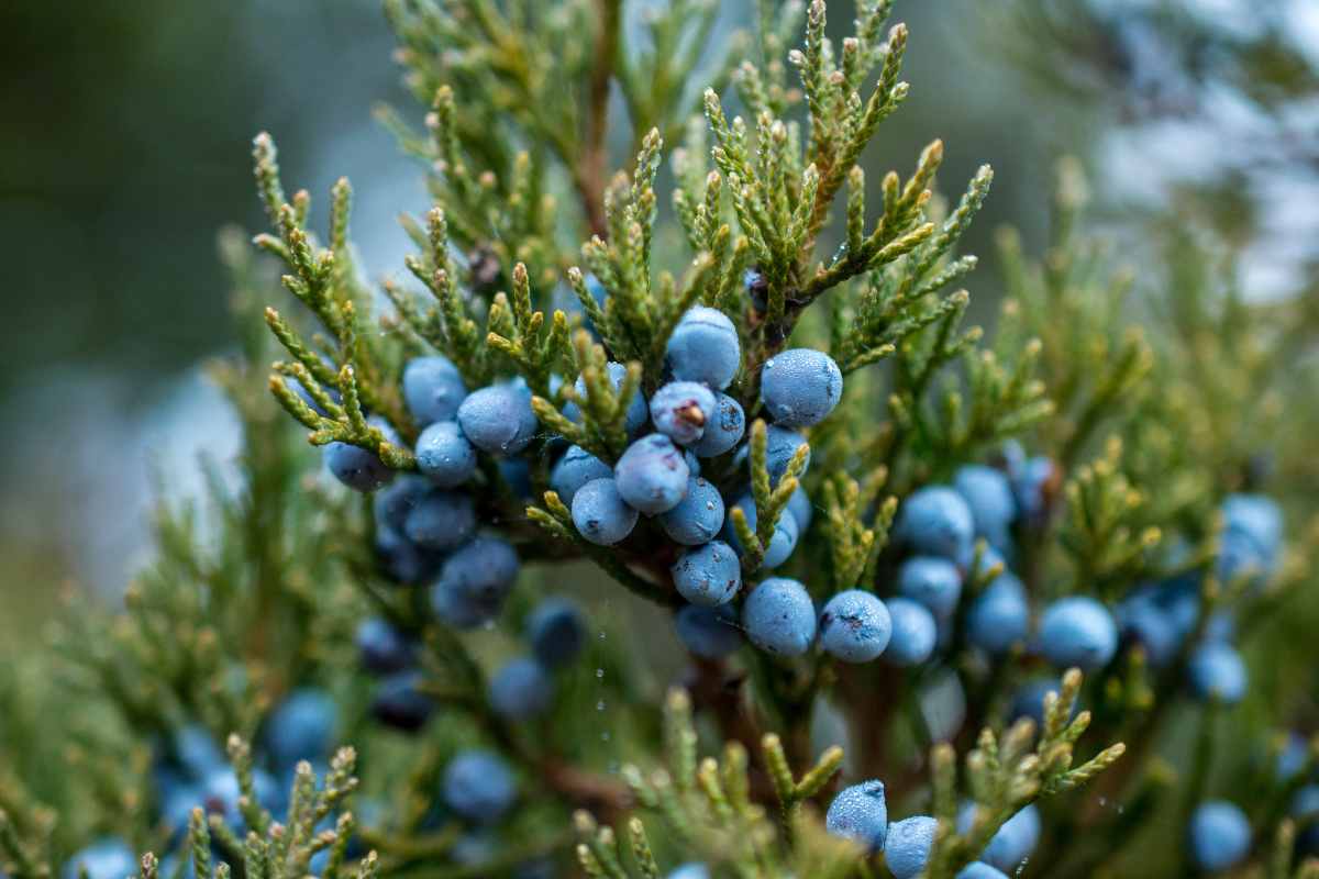 Juniperus (ginepro)