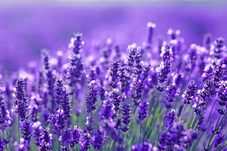 La tua lavanda si sta seccando alla base? Scopri il perché e come Intervenire subito Cause e rimedi per la lavanda secca alla base