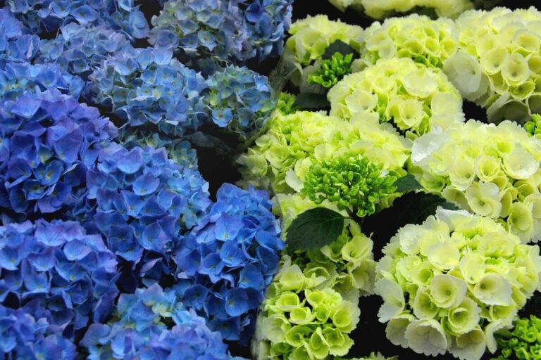 La verità dietro le ortensie verdi: cosa puoi fare? Cause delle ortensie verdi