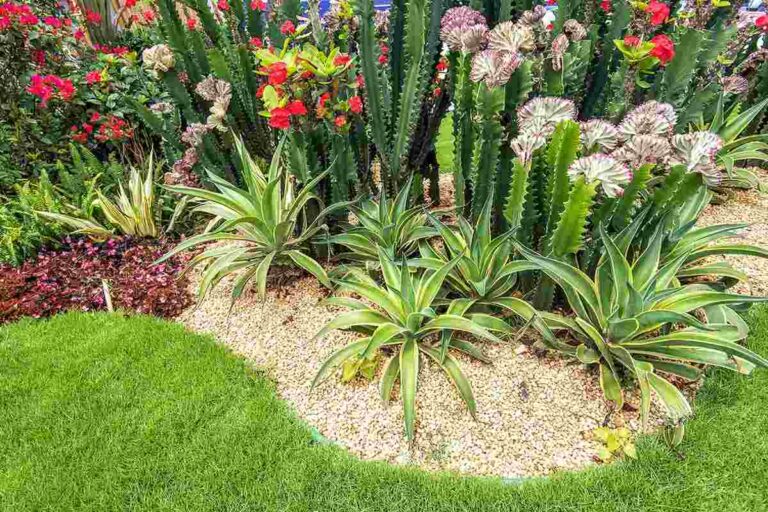 Clima imprevedibile? Ecco le piante succulente che resisteranno nel tuo giardino piante succulente resistenti