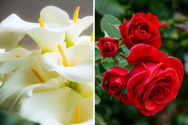 Le 5 piante più belle da regalare per un matrimonio indimenticabile piante più belle da regalare per un matrimonio