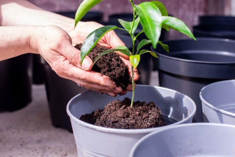 Vuoi un albero di limone? Scopri come farlo crescere da seme in vaso Albero di limone in vaso