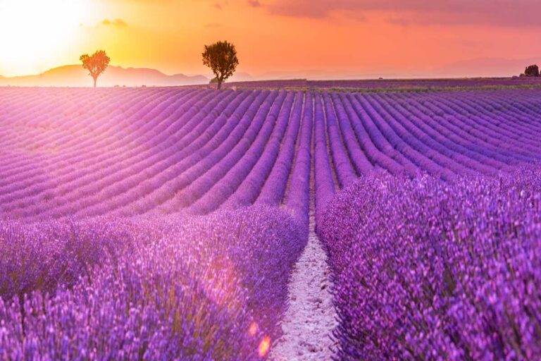 Come e quando piantare la lavanda: ecco il momento migliore Come e quando piantare la lavanda: ecco il momento migliore