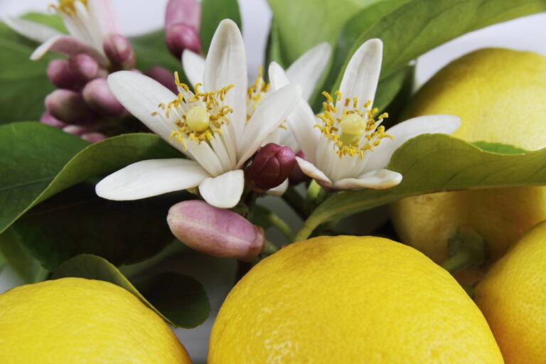 Come far fiorire i limoni: i 9 consigli che non puoi ignorare Come far fiorire i limoni