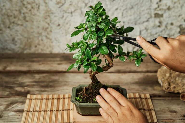 Come potare correttamente un bonsai per una crescita perfetta Come potare correttamente un bonsai