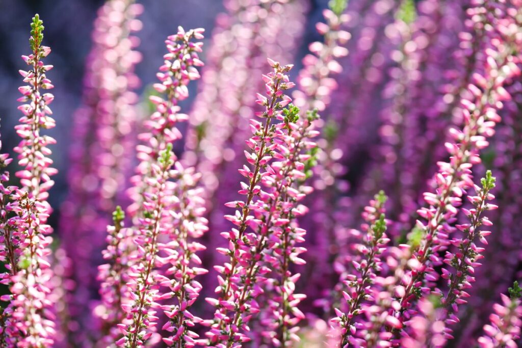 Sai quanto dura la Calluna