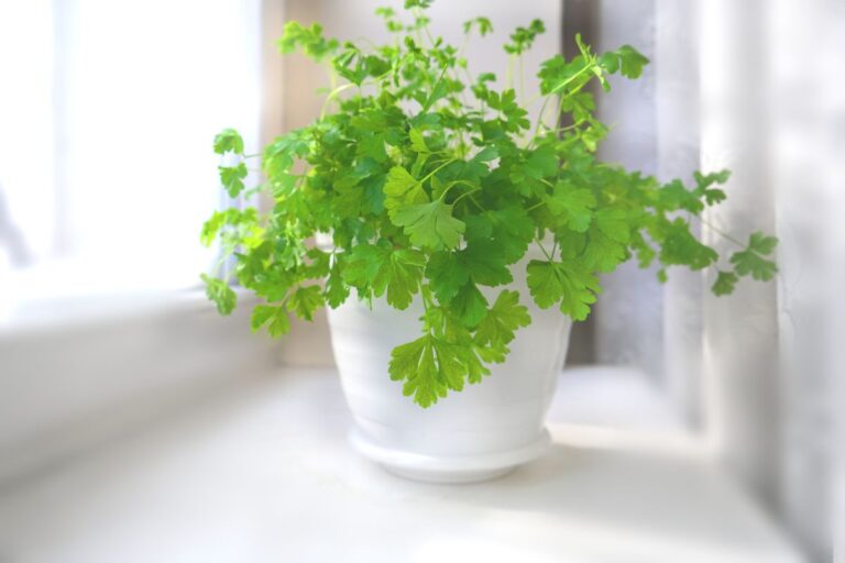 5 passaggi per piantare e far crescere il prezzemolo del supermercato Prezzemolo del supermercato come farlo crescere