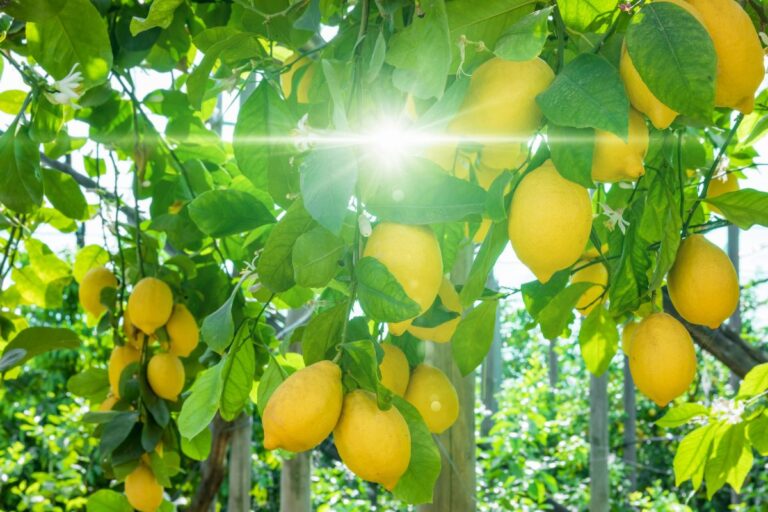 Cosa fare a settembre per avere limoni rigogliosi tutto l’anno Come curare la pianta di limoni