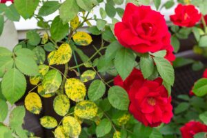 Foglie delle rose ingiallite come risolvere