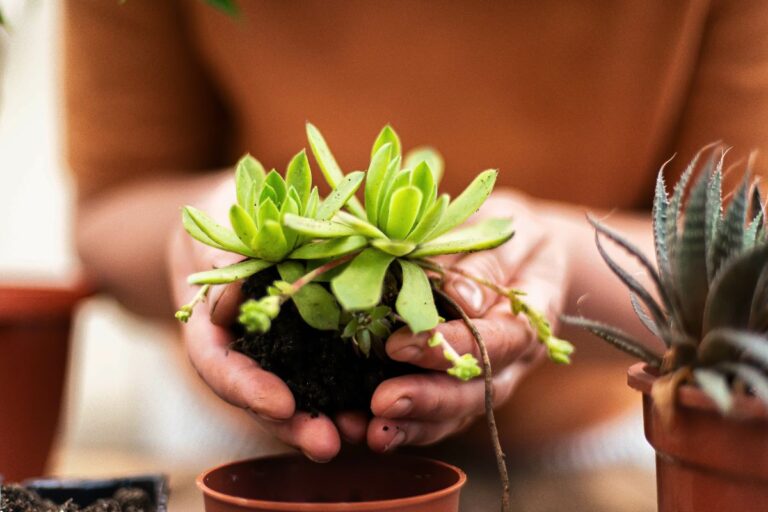 Perché rinvasare le piante grasse? 5 ragioni per mantenere le tue succulente in salute 5 ragioni per rinvasare le piante grasse
