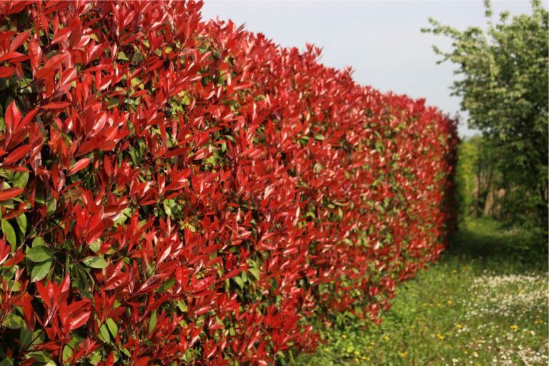 Photinia: consigli per realizzare una siepe folta e colorata Realizza una siepe di Photinia