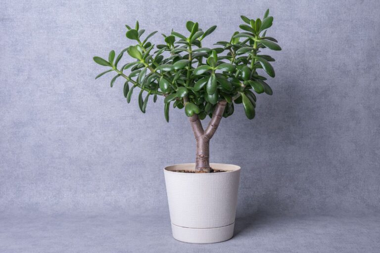 Settembre: il momento ideale per la potatura dell'Albero di Giada, ecco come fare Settembre potatura dell'Albero di Giada