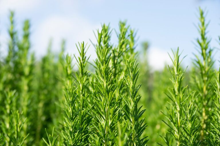 Rosmarino in giardino: la pianta perfetta per siepi decorative e resistenti Siepe di rosmarino