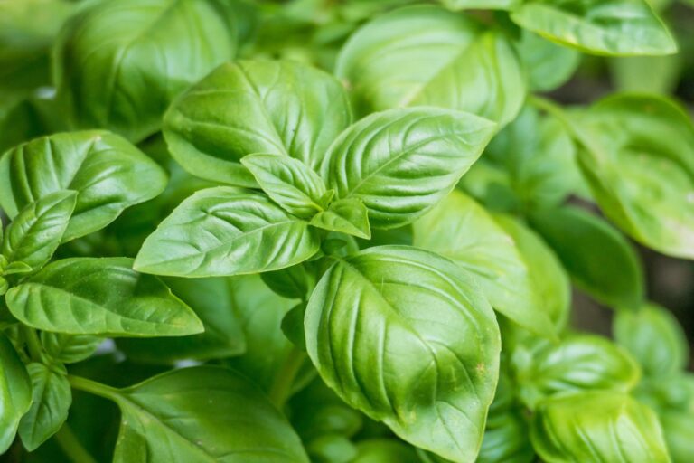 Scopri il segreto del contadino per far diventare la tua piantina di basilico un cespuglio profumato Come ottenere un rigoglioso cespuglio di basilico