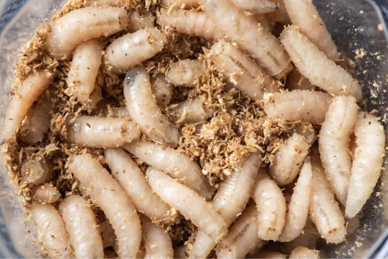 Vermi bianchi in casa? Scopri come sbarazzartene definitivamente Come eliminare i vermi bianchi