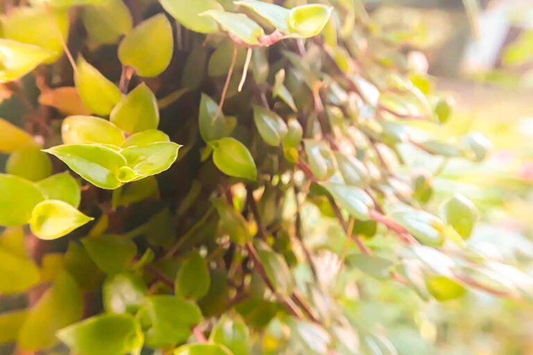 Tutto sulla Dischidia: la pianta ideale per portare un tocco di delicatezza in casa Dischidia, pianta
