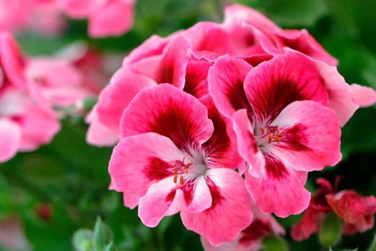 Gerani afflosciati? Scopri come ho salvato il mio geranio dal caldo estivo Come salvare i gerani afflosciati