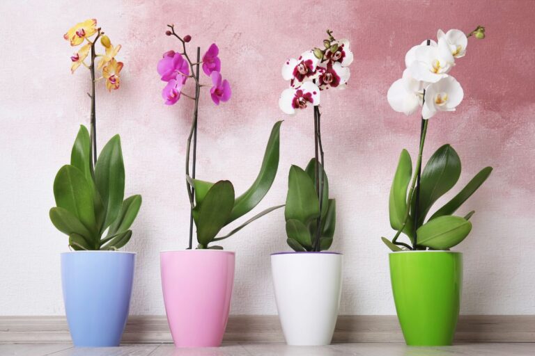 Orchidee sempre in fiore: ecco perché e come dovresti usare il latte Latte per far prosperare le orchidee