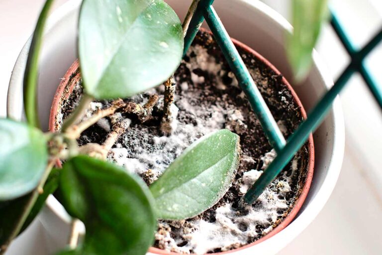 Prevenire e combattere la muffa nelle tue piante: tutto quello che devi sapere muffa piante