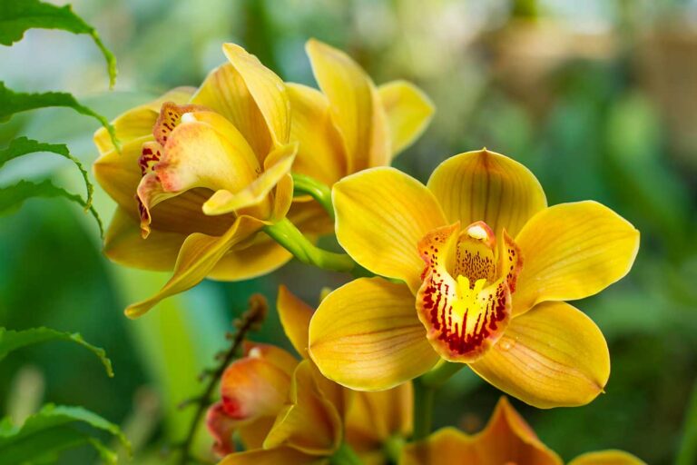 Orchidea Cymbidium: la pianta perfetta per una fioritura invernale straordinaria Come coltivare l'orchidea Cymbidium