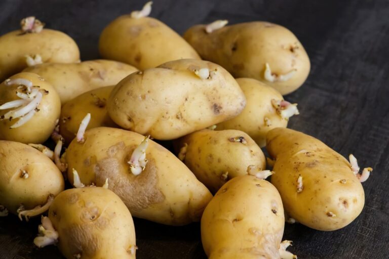 Patate germogliate: quando si possono mangiare e quando evitare Patate germogliate: quando consumarle e quando no