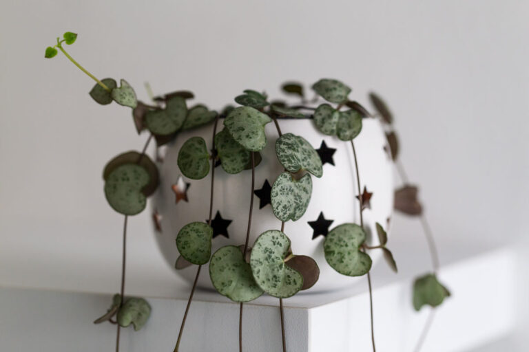 Idee di home decor: 6 piante rampicanti da interno per rinnovare casa con un tocco green Idee di home decor piante rampicanti