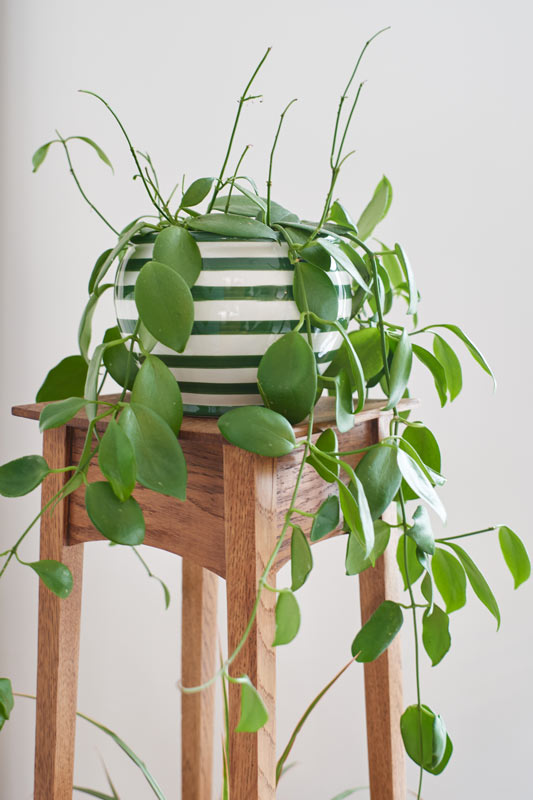 decorare casa con le piante rampicanti