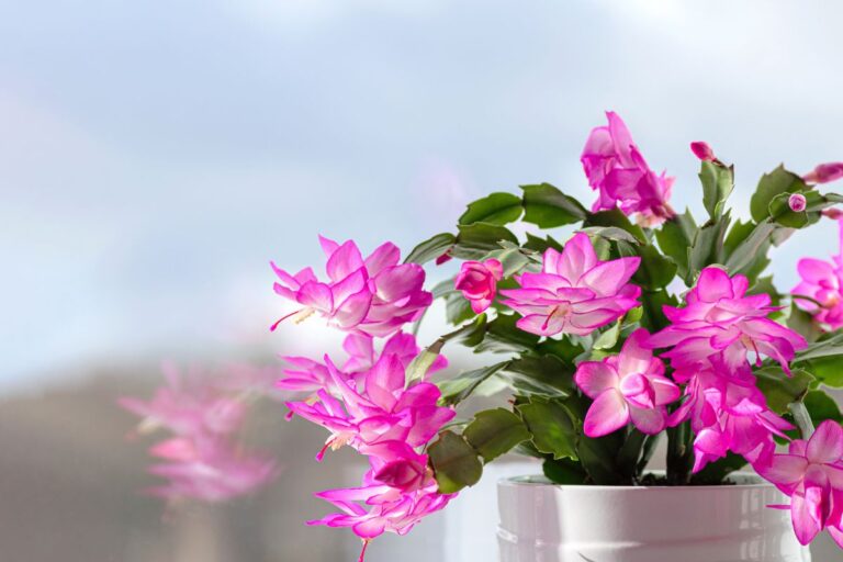 Piante invernali per pollici neri: le 6 specie che sopravvivono al freddo Le migliori piante invernali per chi ha il pollice nero